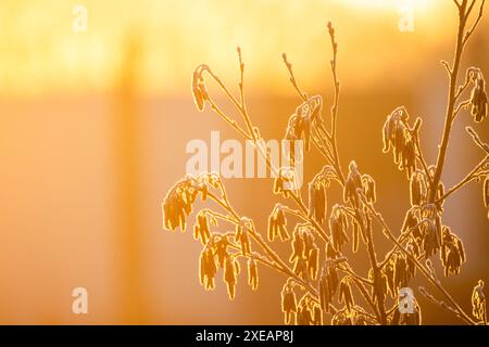 Matins glacés : soleil embrassé givre sur branches Banque D'Images