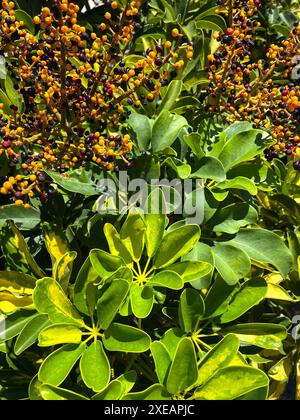 Feuilles vertes exotiques et baies jaunes et noires. Vert shufflera arborescens ou Schefflera actinophylla. Schefflera arboricola Janine ou parapluie Tre Banque D'Images