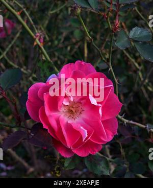 Fleur rose dans le jardin. La beauté décolorée de rose sur le buisson dans le pasrk Banque D'Images