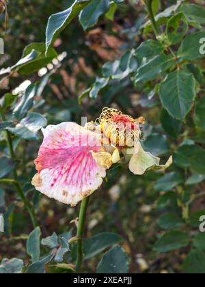 Fleur rose dans le jardin. La beauté décolorée de rose sur le buisson dans le pasrk Banque D'Images