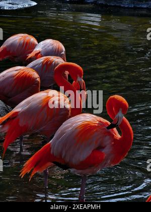 Flamant rouge dans la nature. Flamingo dans l'eau. Flamant latino-américain. Bel oiseau. Flamant rose tropical marchant sur l'eau Banque D'Images