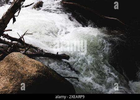 Une vue rapprochée d'un ruisseau à débit rapide en cascade sur les rochers et les branches, capturant la puissance brute et la beauté de la nature. Banque D'Images