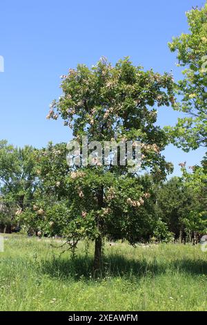 Chêne rouge dans une prairie avec 17 ans de dommages aux branches de cigales à Iroquois Woods à Park Ridge, Illinois Banque D'Images