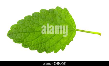 Brindilles de baume au citron isolées sur fond blanc.Citronnelle aromatique pour boissons. Banque D'Images