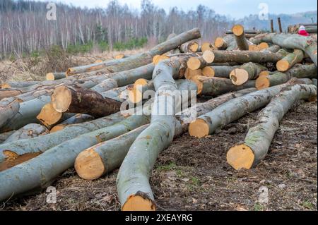 Une pile de bois de bois haché dans la forêt. Un gros tas de hêtres coupés. Déforestation. Banque D'Images