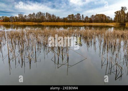 Promenade hivernale dans les étangs près de Holscha dans la laverne supérieure et le paysage de l'étang 5 Banque D'Images