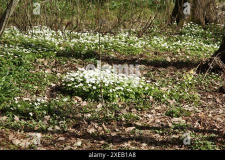 L'anémone des bois Anemone nemorosa, Banque D'Images