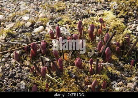 Paeonia officinalis, pivoine Banque D'Images