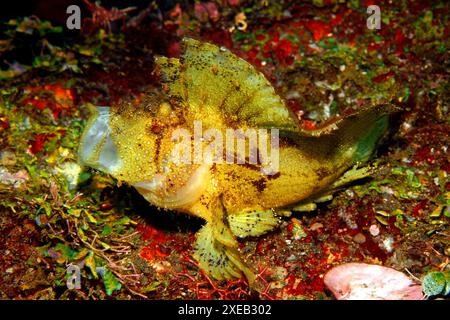 Scorpionfish, Taenianotus triacanthus, variation jaune et brune. Également connu sous le nom de Paperfish et Paper Scorpionfish. Le poisson a la bouche ouverte bâillant. Banque D'Images