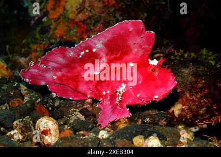 Scorpionfish feuille, Taenianotus triacanthus, variation rose et blanche. Également connu sous le nom de Paperfish et Paper Scorpionfish. Tulamben, Bali, Indonésie. Banque D'Images