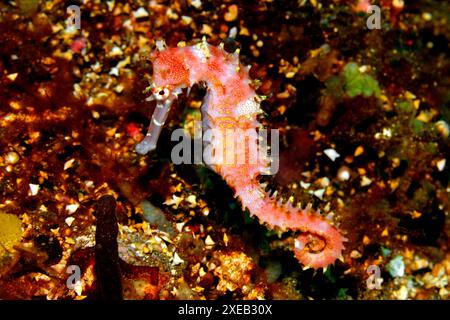 Thorny Seahorse, également connu sous le nom de Spiny Seahorse, hippocampe histrix, nageant sur le récif sous-marin, rose, blanc, jaune. Tulamben, Bali, Indonésie. Banque D'Images