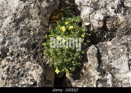 Draba parnassica, draba balkanique Banque D'Images