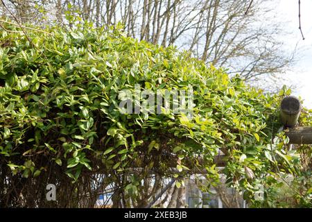 Lonicera japonica, chèvrefeuille japonais Banque D'Images