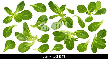 Laitue d'agneau fraîche, feuilles de salade de maïs isolées sur fond blanc Banque D'Images