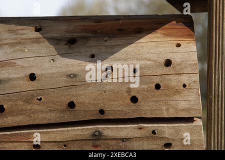 Nestbox avec bourdon Banque D'Images