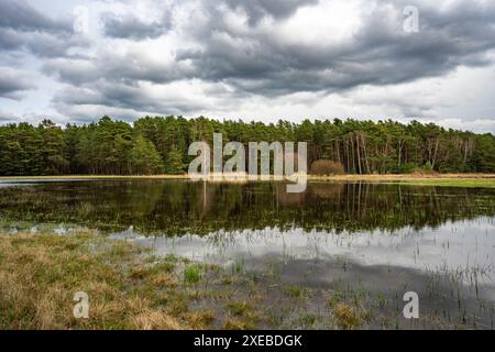 Lac dans une prairie dans la lande supérieure de Lusace et paysage d'étang 1 Banque D'Images