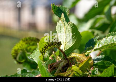 Beaucoup de pucerons sur les feuilles de cerisier, ravageurs dans le jardin. Banque D'Images