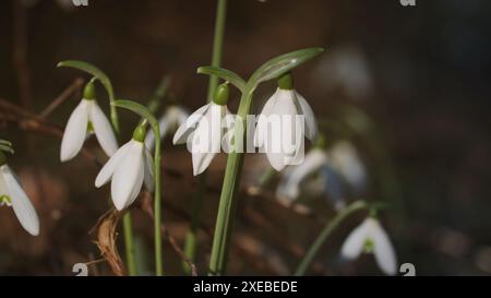 Perce-neige au printemps forest Banque D'Images