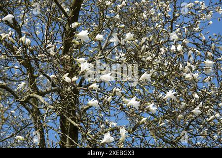Magnolia salicifolia, magnolia à saule Banque D'Images