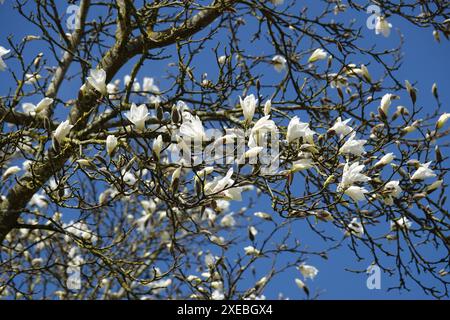 Magnolia salicifolia, magnolia à saule Banque D'Images