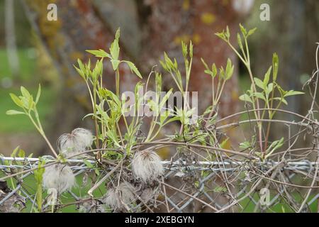 Clematis mandschurica, clématites mandchouriennes, jeunes pousses Banque D'Images