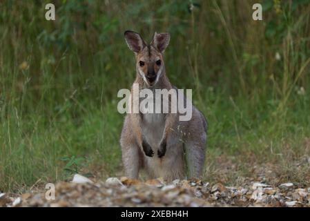 HE Wallaby à cou rouge, également connu sous le nom de Wallaby de Bennett (nom scientifique : Notamacropus rufogriseus), est un marsupial macropode de taille moyenne Banque D'Images