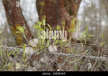 Clematis mandschurica, clématites mandchouriennes, jeunes pousses Banque D'Images