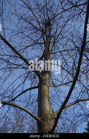 Castanea sativa, châtaigne, tronc Banque D'Images