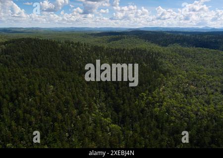 Vue aérienne du parc national Goodnight Scrub à Gin Gin, Queensland. Le parc est densément peuplé de pins cerceaux, qui sont clairement visibles Banque D'Images