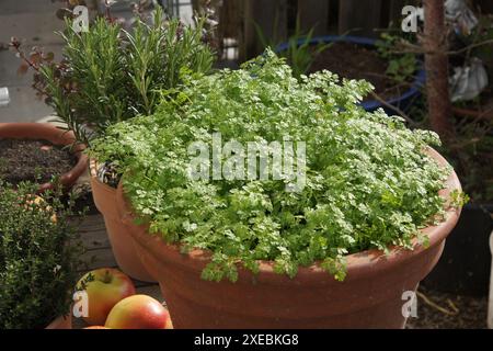 Anthriscus cerefolium, cerfeuil de jardin, graines Banque D'Images