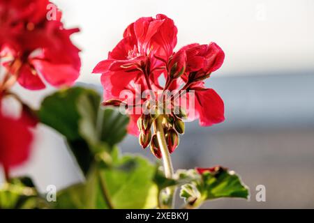 fleur de géranium rouge vif avec plusieurs bourgeons et feuilles vertes en arrière-plan. L'image est prise à l'intérieur à la lumière naturelle, mettant en valeur le délicat Banque D'Images