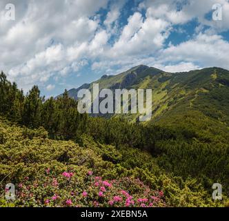 Fleurs de rhododendron rose sur les pentes de montagne d'été. Marmaros PIP Ivan Mountain, Carpathian, Ukraine. Banque D'Images