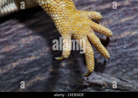 Gros plan Portrait de Dragon barbu (Pogona Vitticeps) avec des écailles texturées jaunes vibrantes sur fond blanc Banque D'Images