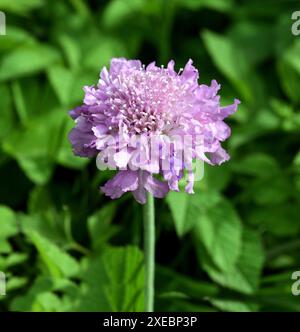 Tauben-Skabiose, Scabiosa columbaria ist eine buschige Staude, die von mai bis Oktober blaue Blueten bildet. Pigeon scabious, Scabiosa columbaria est un Banque D'Images