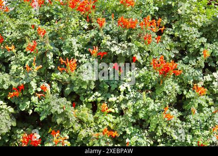 Fond de fleurs de vigne de trompette orange dans le jardin. Décor floral Banque D'Images