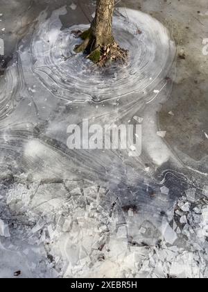 Mince glace transparente sur une flaque d'eau dans le parc un jour de printemps, feuillage à travers la glace, arbre à travers la glace Banque D'Images