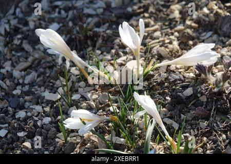 Crocus malyi, maly crocus Banque D'Images