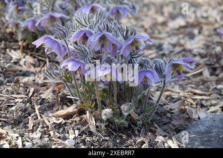 Pulsatilla ajanensis, fleur pasque d'ajan Banque D'Images