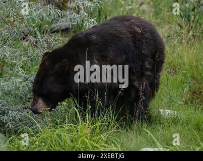 Kamloops CAN, Kanada / Canada, Urlaubseindruecke und Sehenswuerdigkeiten, BC Wildlife Park, Kamploops, 26.06.2024. Ein Schwarzbaer Black Bear, CAN, Kanada / Canada, Urlaubseindruecke und Sehenswuerdigkeiten, BC Wildlife Park, Kamploops, 26.06.2024. *** Kamloops CAN, Canada Canada, impressions et sites touristiques de vacances, BC Wildlife Park, Kamploops, 26 06 2024 Un ours noir ours noir, CAN, Canada Canada, impressions et sites touristiques de vacances, BC Wildlife Park, Kamploops, 26 06 2024 Copyright : xEibner-Pressefoto/HeikexFeinerx EP HFR Banque D'Images