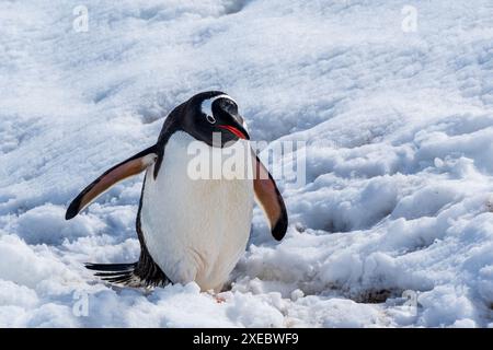 Gros plan d'un pingouin Gentoo -Pygoscelis papua- marchant dans un paysage enneigé de l'île de Trinity, sur la péninsule Antarctique Banque D'Images