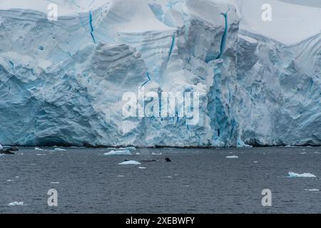 Détail des énormes icebergs et glaciers de la péninsule Antarctique. Image prise près du passage Graham. Une baleine à bosse -Megaptera novaeangliae- plonge au premier plan. Banque D'Images