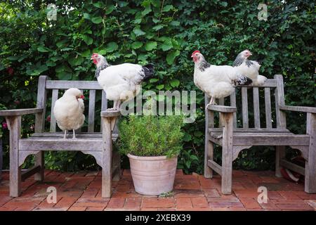 Poules de Sussex légères en liberté Banque D'Images