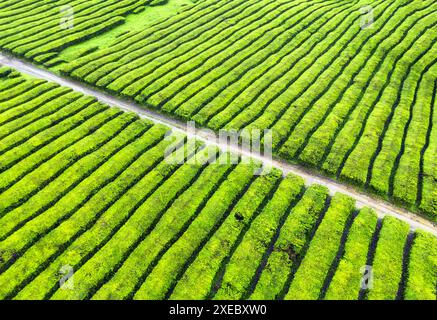 Vue aérienne de Gorreana, la plus ancienne, et de nos jours la seule plantation de thé en Europe, située sur l'île de Sao Miguel, dans l'archipel azoré de Portu Banque D'Images