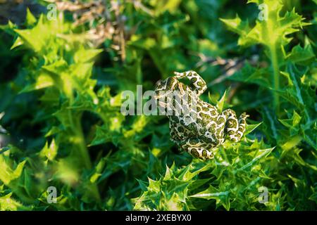Le crapaud chasse les petits insectes dans les dunes des steppes Banque D'Images
