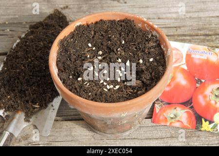 Solanum esculentum, tomate, graine Banque D'Images