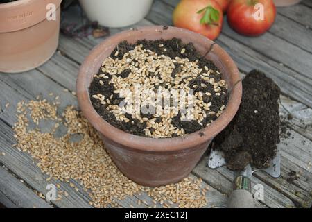 Triticum secale, blé, Saat, graine en pot Banque D'Images