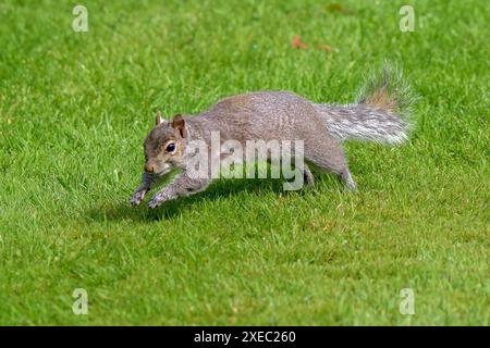 Un écureuil gris, Sciurus carolinensis qui court sur une pelouse avec sa queue touffue qui coule derrière elle Banque D'Images