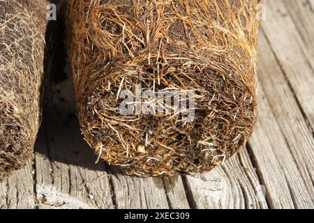 Thymus vulgaris, thym, rootball Banque D'Images