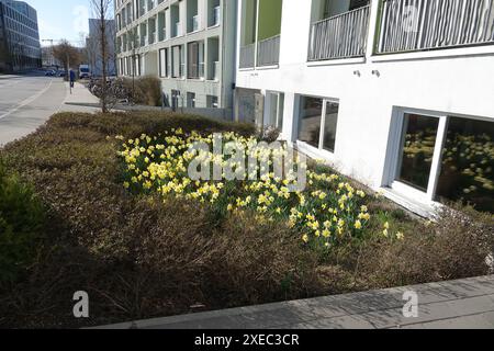 Narcissus pseudonarcissus jonquille Sauvage, Banque D'Images