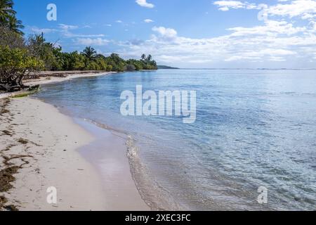 Romantique plage de sable des Caraïbes avec des palmiers, lever de soleil à plage de bois Jolan, Guadeloupe, Banque D'Images